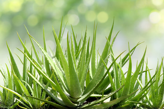 What's So Special About Aloe?