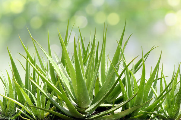 What's So Special About Aloe? - Osmia