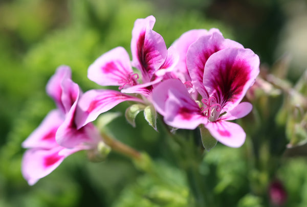 What's So Special About Rose Geranium Oil? - Osmia