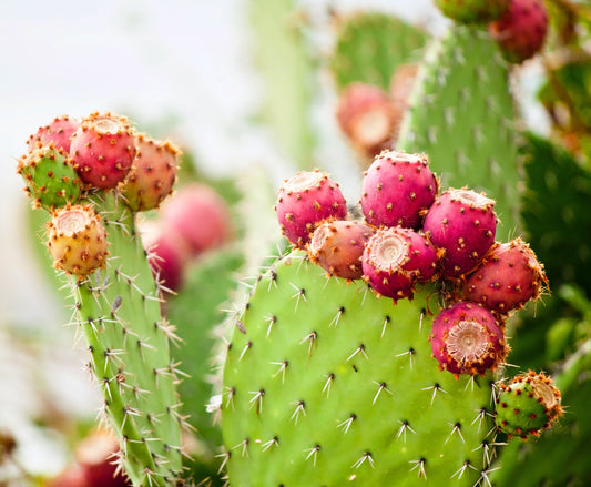 What's So Special About Prickly Pear?