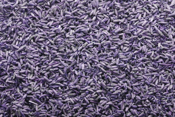 What's So Special About Lavender? - Osmia