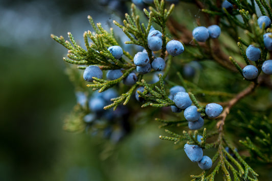 What's So Special About Juniper?