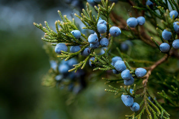 What's So Special About Juniper? - Osmia