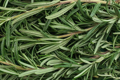What's So Special About Rosemary? - Osmia