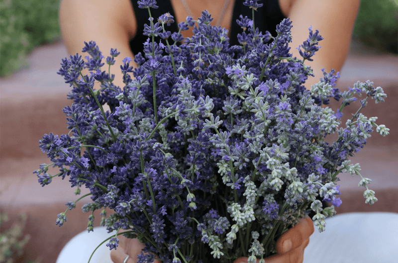 How To Use Your Home Grown Lavender - Osmia