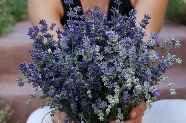 How To Use Your Home Grown Lavender