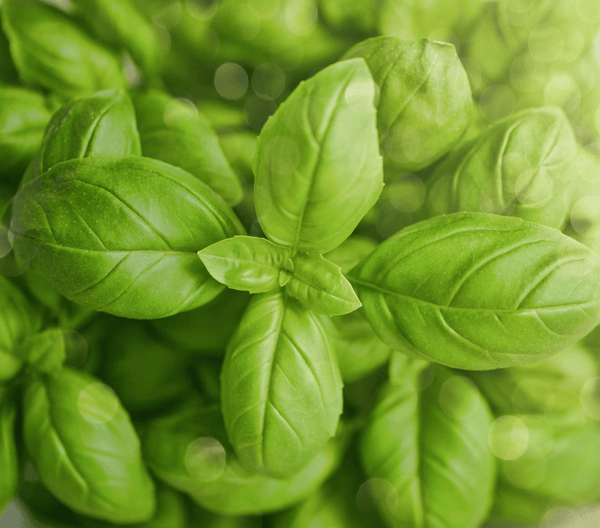 What's So Special About Basil? - Osmia