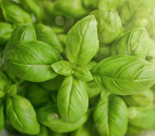 What's So Special About Basil?