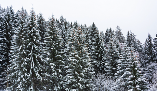 What's So Special About Black Spruce?