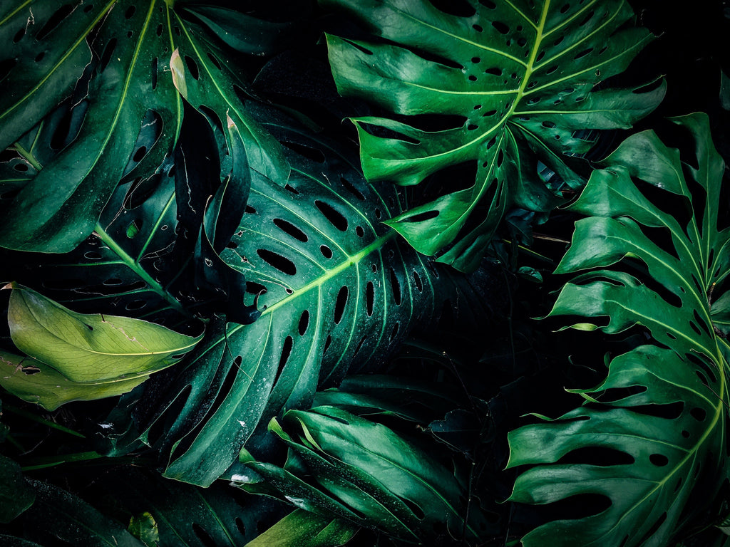 Vegan Beauty vs. Clean Beauty: What’s the Difference? Vegan Beauty vs. Clean Beauty: What’s the Difference?