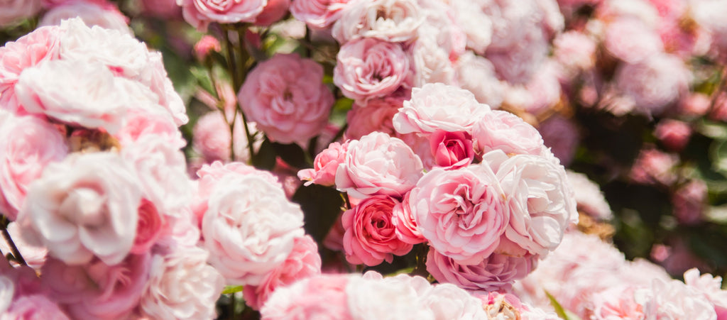 Rose: Discover Its Unique Qualities and Charm Rose: Discover Its Unique Qualities and Charm