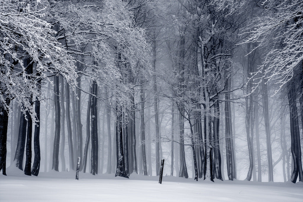 Winter Blues: Find Relief with Osmia Organics Winter Blues: Find Relief with Osmia Organics