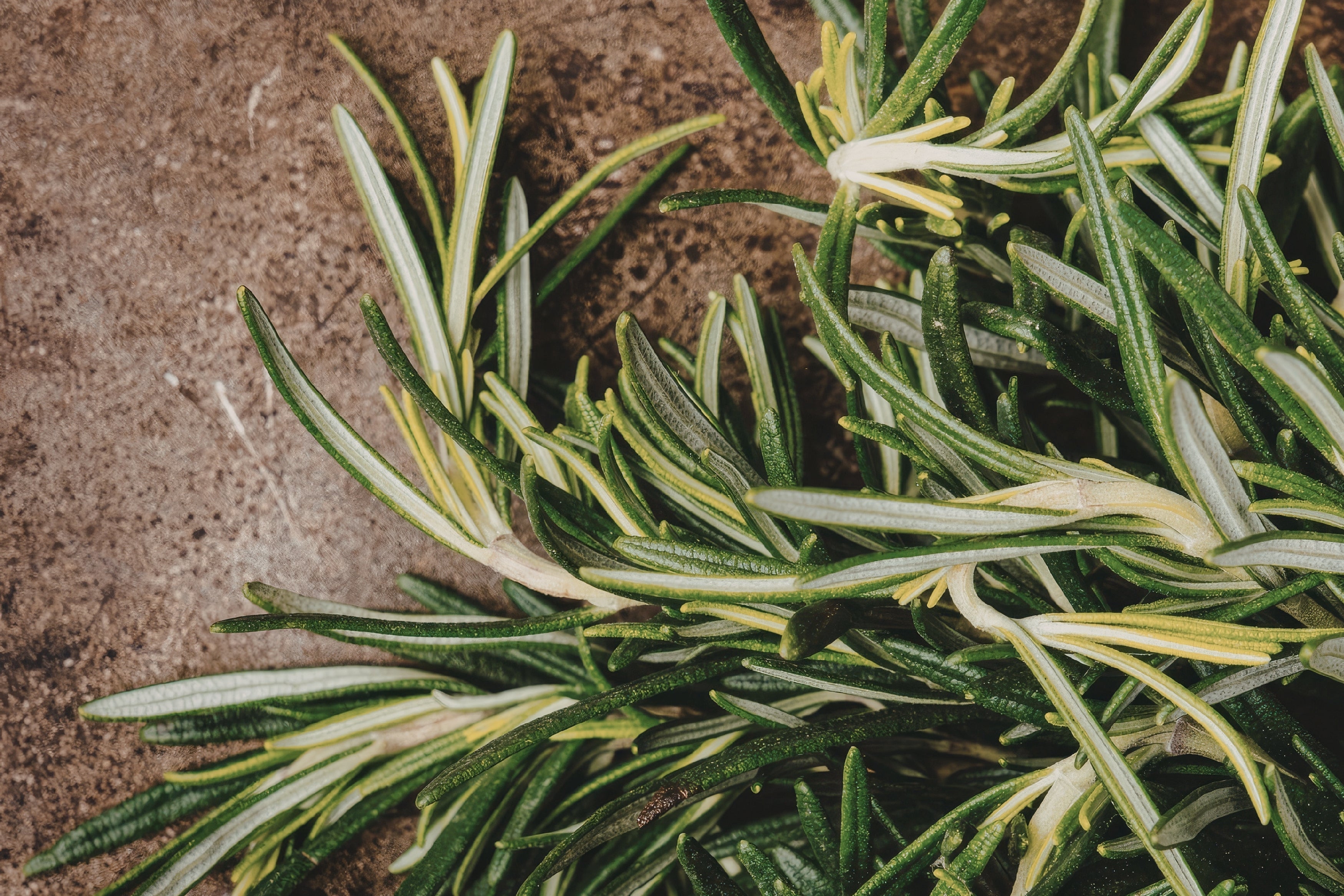 Rosemary Oil for Hair Growth: Key Research Insights Rosemary Oil for Hair Growth: Key Research Insights