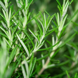 Organic rosemary (chemotype verbenone) essential oil