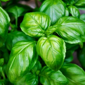 Organic sweet basil essential oil