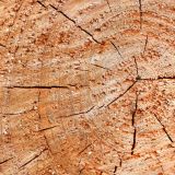 Virginia cedarwood essential oil