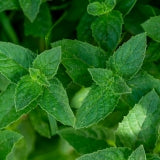 Wild Mint Essential Oil