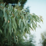 Eucalyptus essential oil