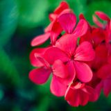 Organic geranium essential oil